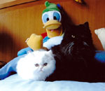 gatos