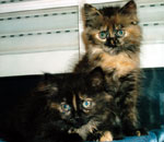 kata y yesy