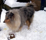 ice