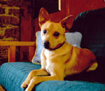 perro