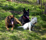 pipin,xaxa y brabus
