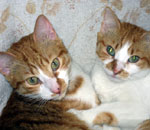 peque y pedrin